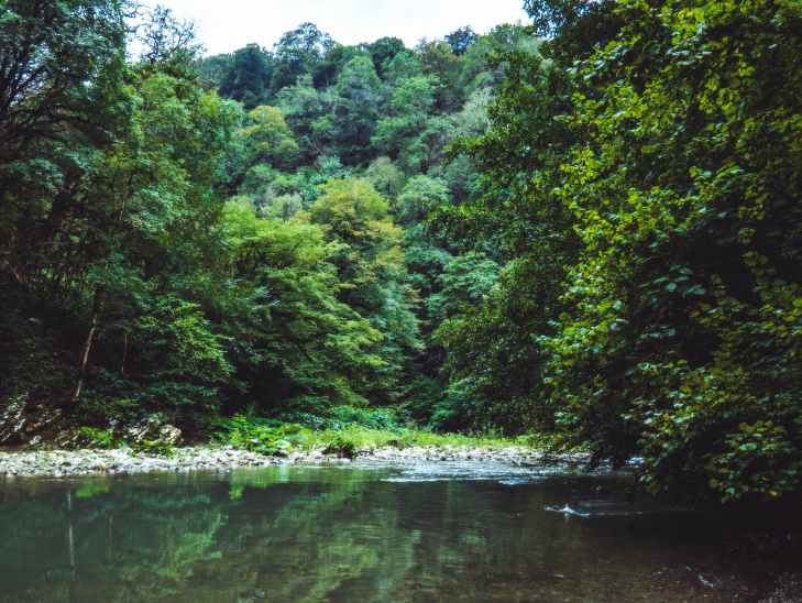 green leafed trees near body of water