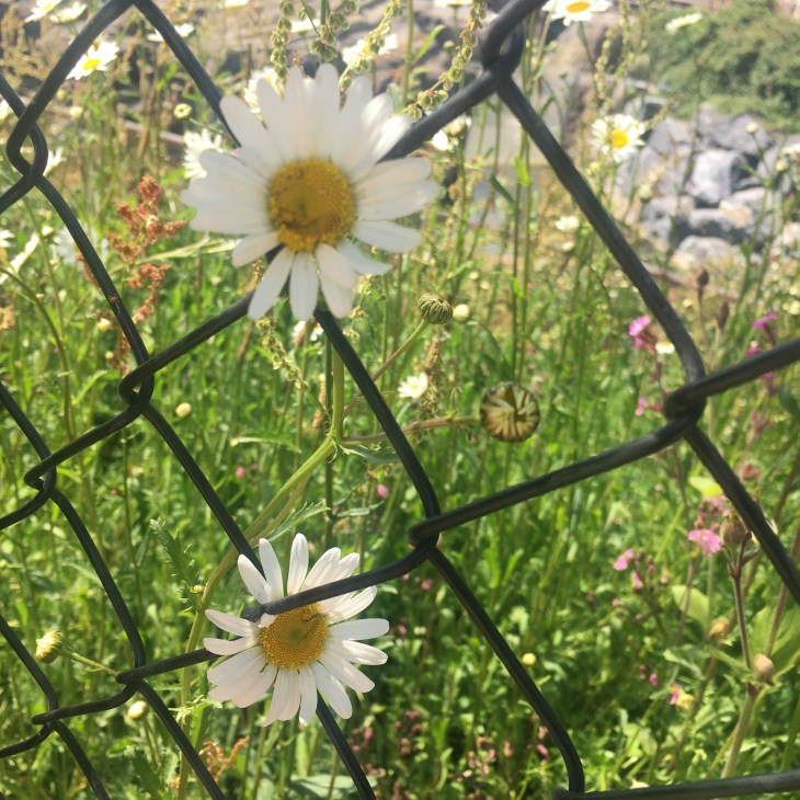 IMG_9750.jpeg